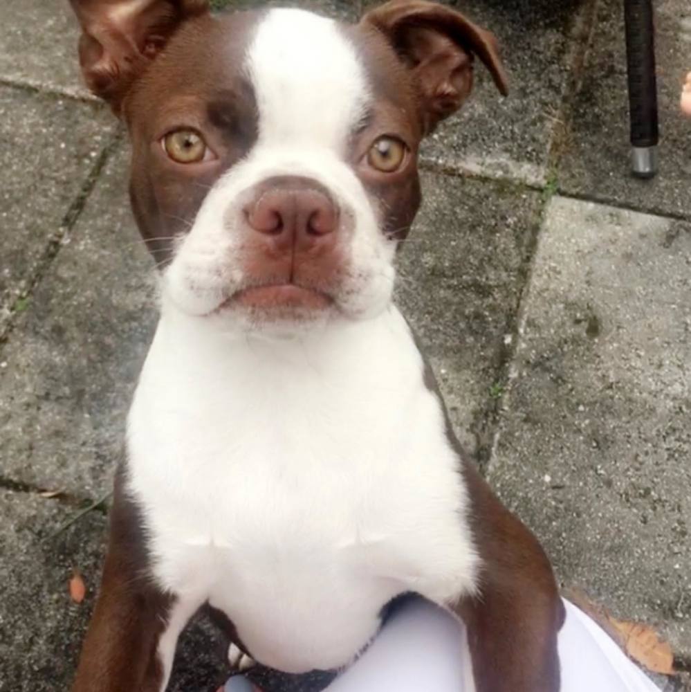 Meet your Posher, Boston